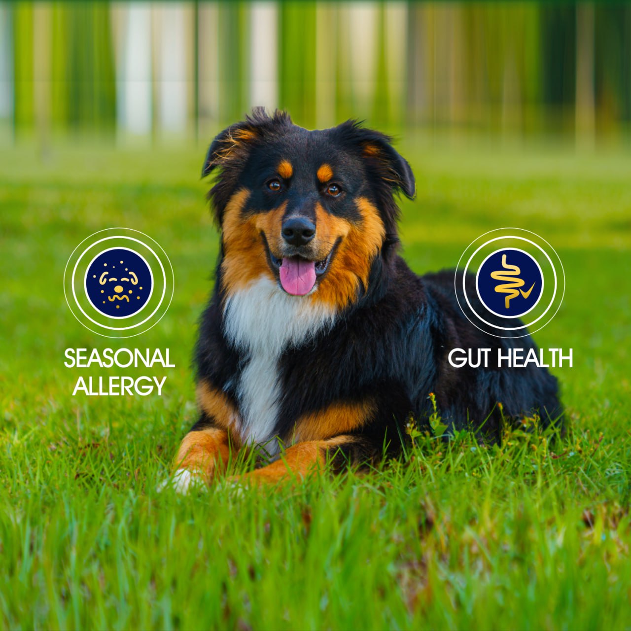 Allergy Immune Support